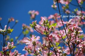 薄紅色のハナミズキ