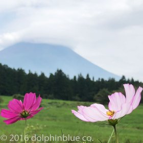 小さい秋み～つけた