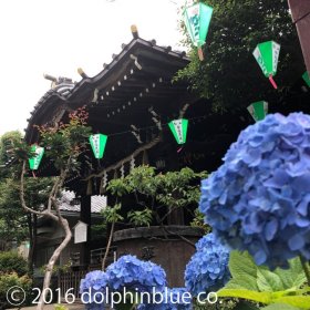 白山神社の紫陽花祭