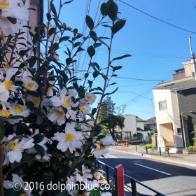 かきねのかきねの曲がり角　さざんかさざんか咲いた道