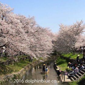 川越の桜