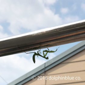 真夏の闖入者