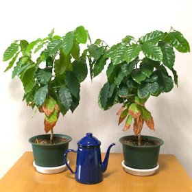 コーヒーの木