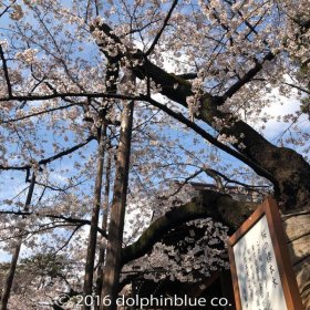 靖国神社　桜の標本木