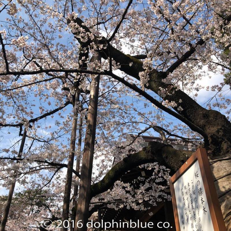 靖国神社　桜の標本木