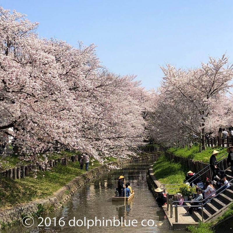 画像: 川越の桜
