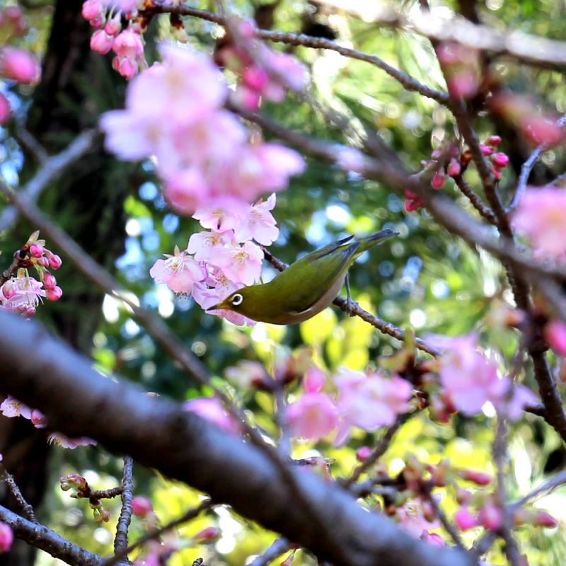 画像: 河津桜とメジロ